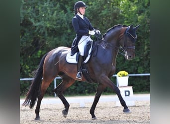 Hannoveriano, Caballo castrado, 13 años, 174 cm, Castaño oscuro