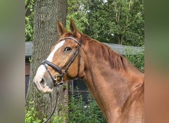 Hannoveriano, Caballo castrado, 13 años, 175 cm, Alazán
