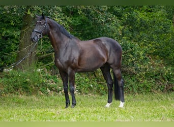 Hannoveriano, Caballo castrado, 13 años, 175 cm, Negro