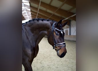 Hannoveriano, Caballo castrado, 13 años, 176 cm, Castaño