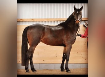 Hannoveriano Mestizo, Caballo castrado, 13 años, 176 cm, Castaño oscuro