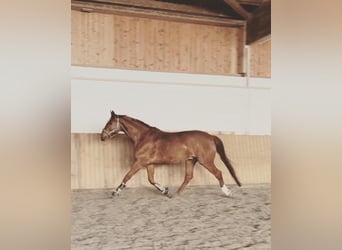 Hannoveriano, Caballo castrado, 13 años, 178 cm, Alazán