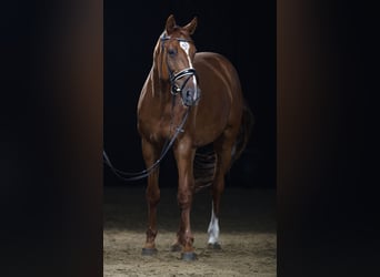 Hannoveriano, Caballo castrado, 13 años, 178 cm, Alazán