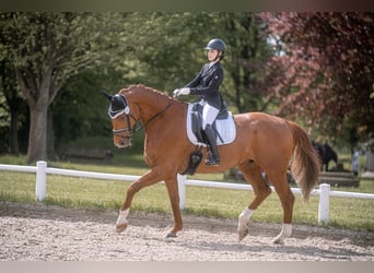 Hannoveriano, Caballo castrado, 13 años, 179 cm, Alazán