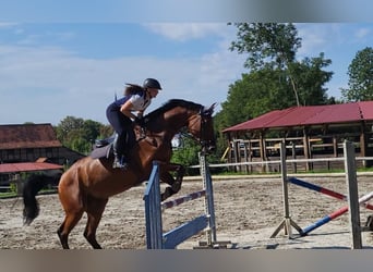 Hannoveriano, Caballo castrado, 13 años, 180 cm, Castaño
