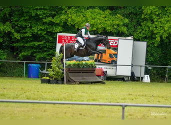 Hannoveriano, Caballo castrado, 14 años, 162 cm, Castaño