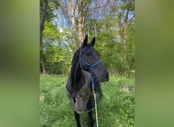 Hannoveriano, Caballo castrado, 14 años, 166 cm, Negro