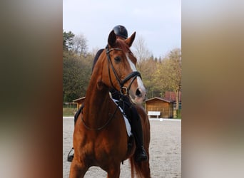 Hannoveriano, Caballo castrado, 14 años, 168 cm, Alazán