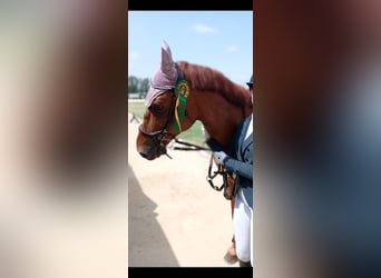 Hannoveriano Mestizo, Caballo castrado, 14 años, 169 cm, Alazán