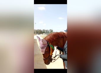 Hannoveriano Mestizo, Caballo castrado, 14 años, 169 cm, Alazán