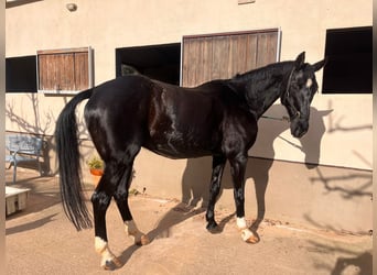 Hannoveriano, Caballo castrado, 14 años, 169 cm, Negro