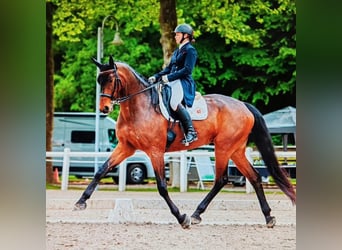 Hannoveriano, Caballo castrado, 14 años, 170 cm, Castaño oscuro