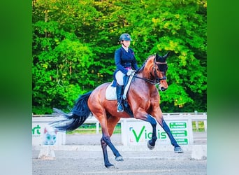 Hannoveriano, Caballo castrado, 14 años, 170 cm, Castaño oscuro