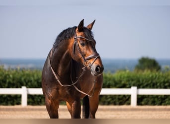 Hannoveriano, Caballo castrado, 14 años, 170 cm, Castaño oscuro