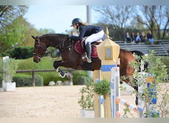 Hannoveriano, Caballo castrado, 14 años, 170 cm, Castaño oscuro