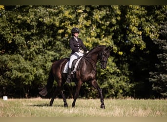 Hannoveriano, Caballo castrado, 14 años, 172 cm, Negro