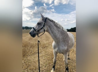 Hannoveriano, Caballo castrado, 14 años, 173 cm, Tordo picazo