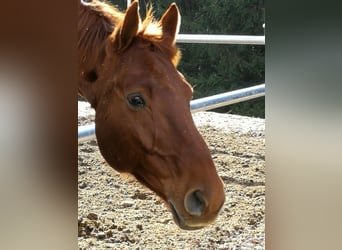 Hannoveriano, Caballo castrado, 14 años, 174 cm, Alazán