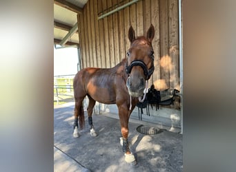 Hannoveriano, Caballo castrado, 14 años, 174 cm