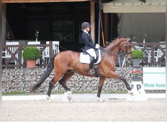 Hannoveriano, Caballo castrado, 14 años, 174 cm, Castaño