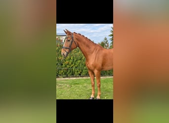 Hannoveriano, Caballo castrado, 14 años, 175 cm, Alazán