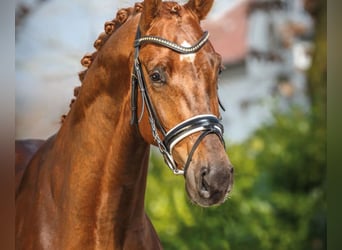 Hannoveriano, Caballo castrado, 14 años, 175 cm, Alazán