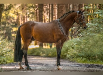 Hannoveriano, Caballo castrado, 14 años, 176 cm, Castaño oscuro