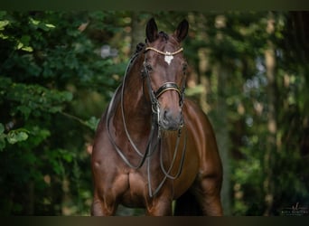 Hannoveriano, Caballo castrado, 14 años, 176 cm, Castaño oscuro