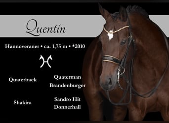 Hannoveriano, Caballo castrado, 14 años, 176 cm, Castaño oscuro