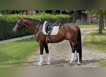 Hannoveriano, Caballo castrado, 15 años, 167 cm, Castaño oscuro
