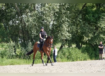 Hannoveriano, Caballo castrado, 15 años, 168 cm, Castaño