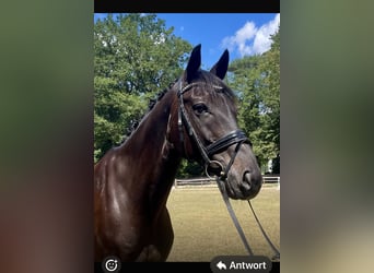Hannoveriano, Caballo castrado, 15 años, 168 cm, Negro