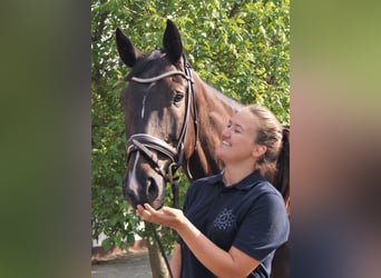 Hannoveriano, Caballo castrado, 15 años, 169 cm, Castaño oscuro