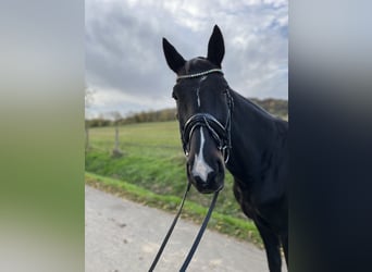 Hannoveriano, Caballo castrado, 15 años, 169 cm, Castaño oscuro