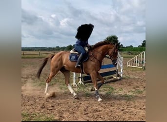 Hannoveriano, Caballo castrado, 15 años, 170 cm, Alazán