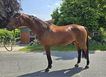 Hannoveriano, Caballo castrado, 15 años, 173 cm, Castaño