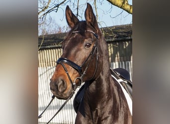 Hannoveriano, Caballo castrado, 15 años, 177 cm, Castaño oscuro