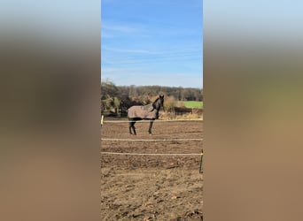 Hannoveriano, Caballo castrado, 15 años, 183 cm, Negro