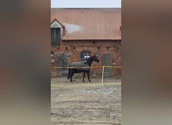 Hannoveriano, Caballo castrado, 15 años, 183 cm, Negro