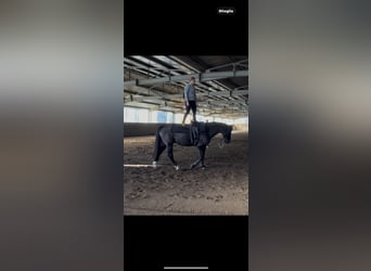 Hannoveriano, Caballo castrado, 16 años, 165 cm, Negro