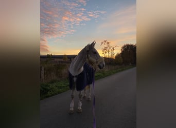Hannoveriano, Caballo castrado, 16 años, 165 cm, Tordo rodado