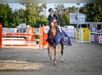Hannoveriano, Caballo castrado, 16 años, 168 cm, Alazán