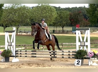 Hannoveriano, Caballo castrado, 16 años, 168 cm, Castaño rojizo