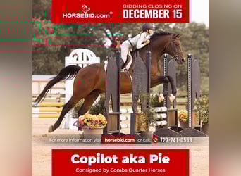 Hannoveriano, Caballo castrado, 16 años, 168 cm, Castaño rojizo