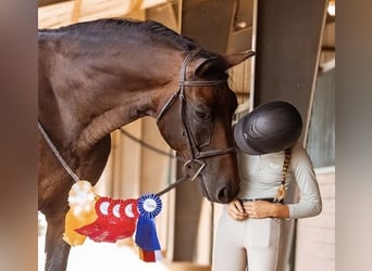 Hannoveriano, Caballo castrado, 16 años, 168 cm, Castaño rojizo