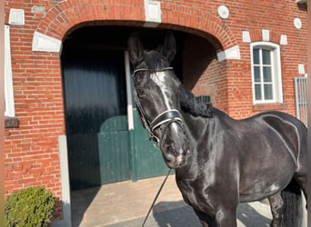 Hannoveriano, Caballo castrado, 16 años, 168 cm, Negro