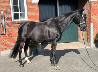 Hannoveriano, Caballo castrado, 16 años, 168 cm, Negro