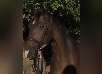 Hannoveriano, Caballo castrado, 16 años, 170 cm