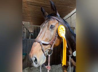 Hannoveriano, Caballo castrado, 16 años, 172 cm, Castaño oscuro