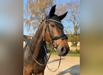 Hannoveriano, Caballo castrado, 16 años, 174 cm, Castaño oscuro